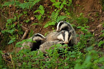 Wall Mural - european badger , meles meles, czech republic