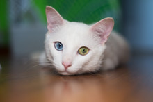 Portrait Of A White Cat With Different Eyes Color