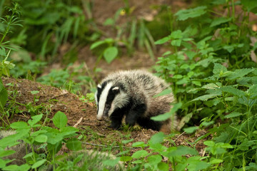 Wall Mural - european badger , meles meles, czech republic