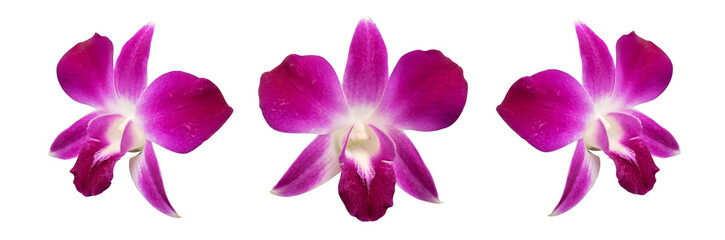 Purple orchid isolated on white background clipping path included