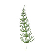 Beautiful equisetum, horsetail twig, branch, decoration element, sketch vector illustration isolated on white background. Realistic hand drawing of beautiful horsetail twig, floral decoration element
