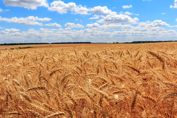 Wheat field against a blue sky