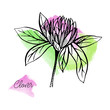 Vector drawn clover banner with hand drawn flowers on watercolor background. Tea and medicine collectiion
