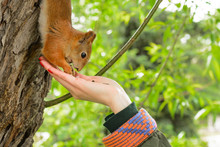Young Woman In A Hat Feeding A Squirrel With Hand Nuts