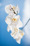 Fototapeta Storczyk - Nice orchid with blue sky background