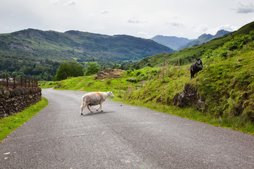 Wall Mural - Roadside views in Lake District National Park, England, stone wall and the mountains, selective focus