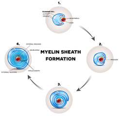 Wall Mural - Myelin sheath formation detailed illustration, it surrounds the axon of nerve cell, forming fatty substance electrically insulating coating.