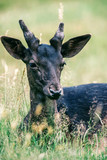 Fototapeta  - Headshot of young fallow deer buck with velvet pedicles.