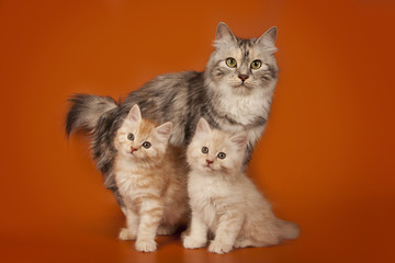 Mom cat and kittens on an orange studio background. The cat family. A cat and two lovely creamy kittens.