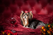 Yorkshire Terrier Pom Pont on a dark red background in the studio