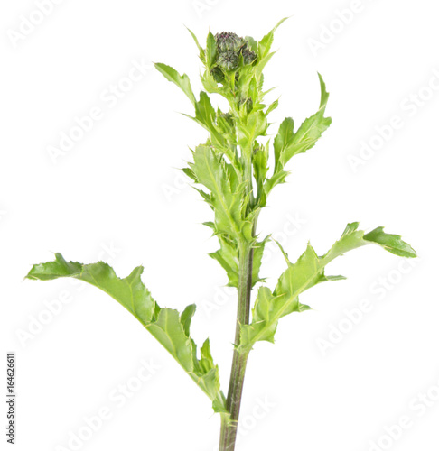 Zdjęcie XXL Pnący oset odizolowywający na białym tle (Cirsium arvense). Roślina lecznicza i inwazyjna