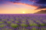Fototapeta Kwiaty - Lavender fields in Valensole, France