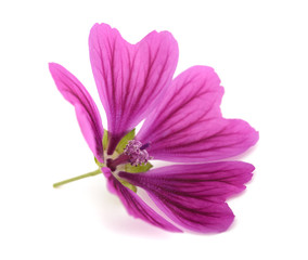 Poster - Mallow  (Malva Sylvestris)