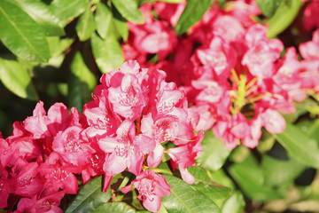 Wall Mural - Beautiful flowers in garden, closeup