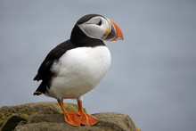 An Atlantic Puffin Standing On Rocks At The Látrabjarg Cliffs, Iceland