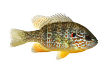 Fish Pumpkinseed Lepomis Gibbosus Sunfish Pond Perch