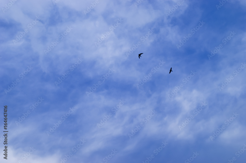 Silhouette Flying Bird On The Cloudy Blue Sky Background Stock Photo ...