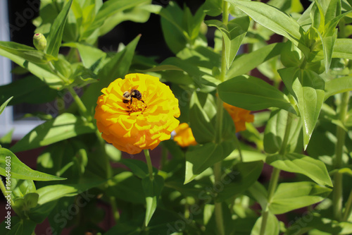 Fotografie, Obraz bee on vibrant yellow marigold flower surrounded by green leaves