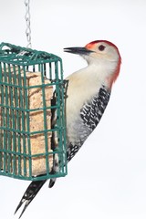 Aufkleber - Male Red-bellied Woodpecker (Melanerpes carolinus) on a Feeder