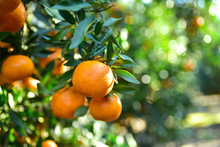 Mandarins Pickup In The Orchard
