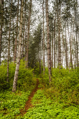  trails in the woods 