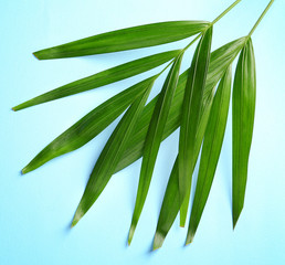 Poster - Tropical leaves  on colour background