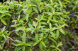 Verveine citronnelle, Aloysia triphylla
