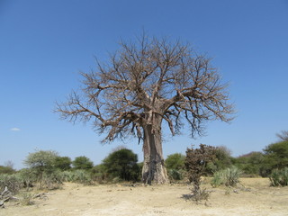 Wall Mural - baobab trees