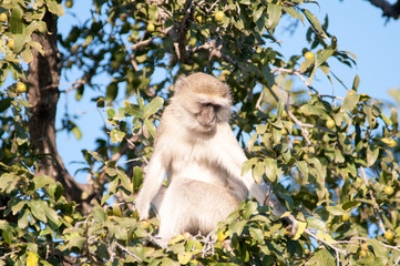 Wall Mural - Vervet monkeys