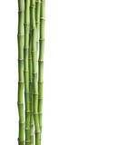 Fototapeta Sypialnia -  Branches  of  Bamboo isolated on white background.