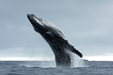 humpback whale, megaptera novaeangliae, Tonga, Vava'u island