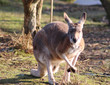 Red kangaroo (Macropus rufus)	