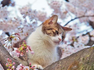 Tabby cat sitting on a sakura tree branch, pink cherry blossom blooming on the background.