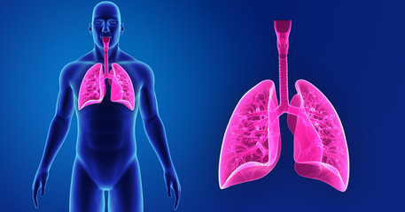 Wall Mural - Lungs zoom with body anterior view