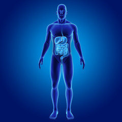 Wall Mural - Digestive system with body anterior view