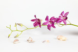 Fototapeta Desenie - Colorful Orchid Flower Seashell
