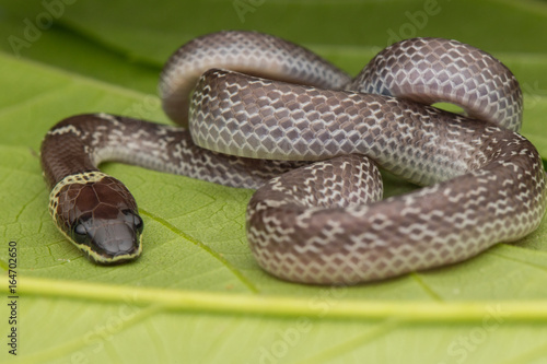Zdjęcie XXL Zakończenie Mały wąż na zielonym liściu, Pospolity Wilczy wąż