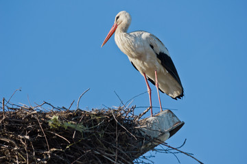 Wall Mural - White stork in the nest against the sky