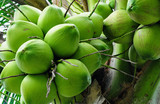 Green young coconut bunch with a flagrant juice.