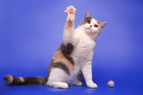 Fototapeta Koty - The cat waves with his paw, as if he says hello. Funny cat on a blue studio background.