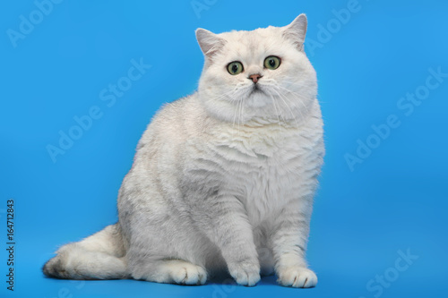 Thick White Chinchillas British Cat On A Studio Blue Background