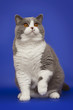 A fat beautiful British cat on a studio blue background.