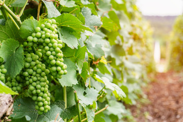 Wall Mural - Close up row vine green grape in champagne vineyards at montagne de reims on countryside village background, France