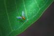 Bug on green leaf wallpaper style