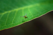 Bug on green leaf ,wallpaper style