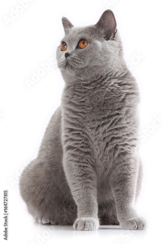 Grey British Short Hair Cat Sitting Buy This Stock Photo And