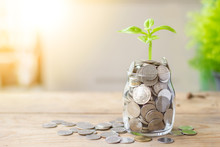 Plant Growing In Savings Coins Jar And Coins On Wooden Table. Business Growth, Interest And Investment Concept.