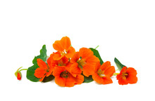 Flowers And Leaves Of Nasturtium (Tropaeolum) On White Background With Space For Text