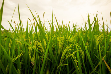 Wall Mural - grass rice field green seed  blue sky