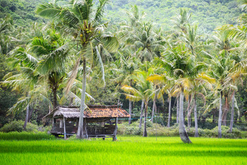 Wall Mural - indonesian local hut rice fields jungles